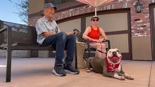Thumbnail: Meet Gale — Adoptable Rescue Dog | TLRD Virtual Adoption