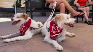 Thumbnail: Meet Ringo & Benji — Adoptable Rescue Dogs | TLRD Virtual Adoption