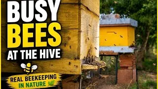 Thumbnail: 🐝 Busy Bees at the Hive 🐝 | Real Beekeeping in Nature