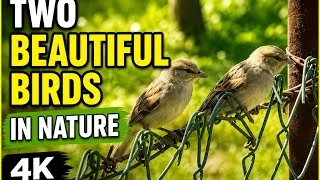 Thumbnail: Two Beautiful Birds Resting in Nature | Peaceful Wildlife Moments (4K)