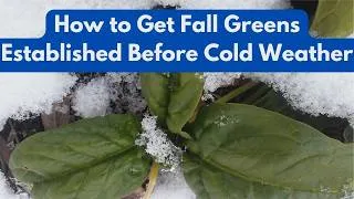 Thumbnail: How to Get Fall Greens Established Before Cold Weather