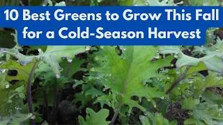 Thumbnail: 10 Best Greens to Grow This Fall for a Cold-Season Harvest