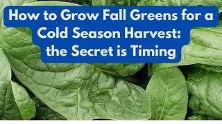 Thumbnail: How to Grow Fall Greens for a Cold Season Harvest: the Secret is Timing
