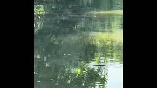 Thumbnail: Top of the Water Snake Swimming 