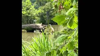 Thumbnail: Up Close With a Great Egret on a Remote Riverbank
