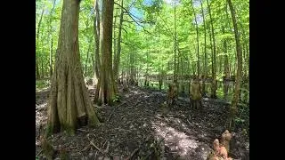 Thumbnail: A Place Most People Will Never See | Deep Inside a Cypress Swamp in 4K