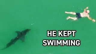 Thumbnail: Swimmer Waves Off Lifeguards With 6 Great White Sharks Nearby