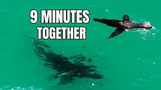 Thumbnail: Why Did This Sea Lion Stay Beside a Great White Shark?