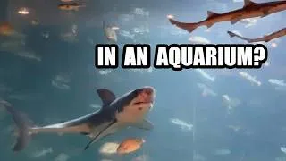 Thumbnail: Why Is There a Great White Shark in an Aquarium?