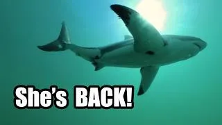 Thumbnail: I Recognized This Great White Shark Immediately