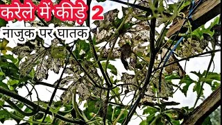Thumbnail: करेले की फसल में पत्तो को काटते कीड़े | bitter gourd and bitter melon | Praveen Thakur