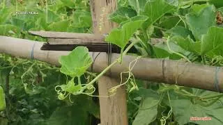 Thumbnail: Lauki Ki Machan Kheti | Bottel guard farming | Praveen Thakur