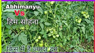 Thumbnail: Abhimanyu Vs हिम सोहना | tamatar ki kheti kaise kare | Best hybrid tomato | Praveen Thakur