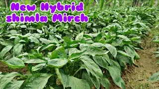 Thumbnail: Indo American Hybrid Capsicum  | Shimla Mirch Ki Verity Indam California wonder | Praveen Thakur