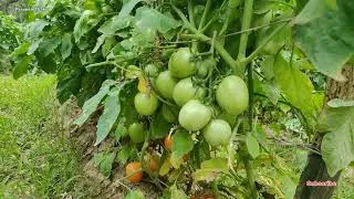 Thumbnail: advanta abhimanyu tamatar | Hybrid Taramar | Praveen Thakur