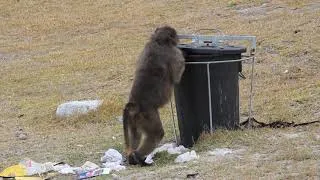 Thumbnail: Baboon mastering a trash can (Full HD)