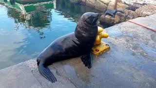 Thumbnail: Seals at Kalk Bay 4K