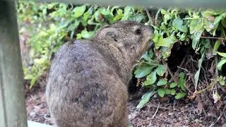 Thumbnail: Dassie at Boulders Bay (Full HD)