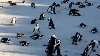 Thumbnail: Penguins at Boulders Bay (Full HD)