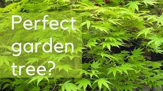 Thumbnail: The perfect garden tree? Why every garden needs a Japanese maple