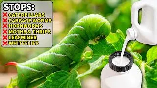 Thumbnail: Worms and Caterpillars HATE This Organic Spray!