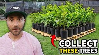 Thumbnail: 3 Fruit Trees You'll Be ADDICTED to Collecting!