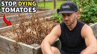 Thumbnail: This is Why Your Tomato Plants Are DYING Too Soon [FIX THIS!]