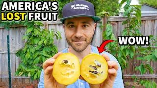 Thumbnail: America's Lost Fruit Tree Will Be Your New OBSESSION!