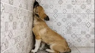 Thumbnail: Abandoned Beside a Busy Road, She Trembled Alone in a Tiny Corner Until Love Found Her 💔