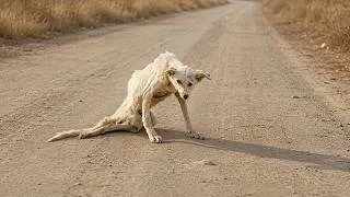 Thumbnail: The Car Drove Away, Leaving Her Broken as She Could Only Crawl & Beg Strangers for Food!