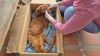 Thumbnail: Ribs Pierce Her Skin, Starved For Months In A Dark Room, She Sobbed Like A Baby When I Rescued Her.