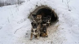 Thumbnail: No Food, No Mother - With Empty Bellies and Tearful Eyes, Orphaned Puppies Waited in the Snow!