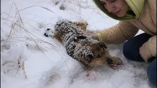 Thumbnail: He Was Left Behind in the Freezing Snow, But Love Refused to Let This Brave Old Dog Give Up ❤️