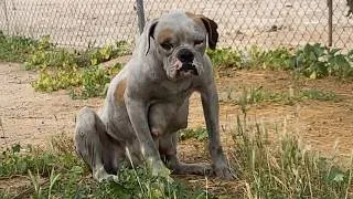 Thumbnail: Exhausted Mother Dog Kneeling Begging Passersby For Food To Save Her Starved Puppies...