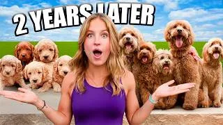 Thumbnail: Puppies are Reunited after 2 Years! Will they remember?