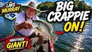 Thumbnail: Magnum Crappies Using Gulp Sandworms!