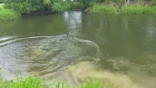 Thumbnail: Labrador Retrievers retrieving their toys in a pond