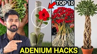 Thumbnail: My 10 Adenium Hacks You Must know | Adenium DIY