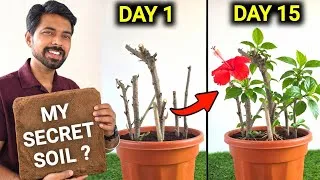 Thumbnail: Best Soil for plants & Cuttings | Grow Hibiscus Cuttings
