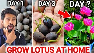 Thumbnail: How to Grow Lotus From Seeds (2 Method) | Grow Lotus Plant at Home