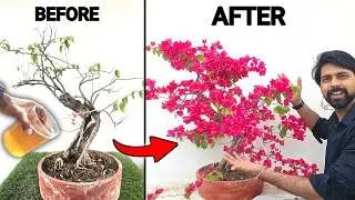 Thumbnail: Use this Fertilizer for 300% More Flowering | Bougainville Flowering tips