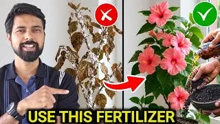 Thumbnail: Use this 2 Secret Fertilizer for plants || आपके पौधें मरेंगे नहीं