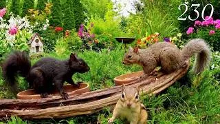 Thumbnail: Cat TV: Chipmunks, Birds and Squirrels in a Beautiful Garden. 4K. Episode 230