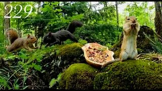 Thumbnail: Cat TV: Chipmunks & Squirrels in the Forest (4K, 3 Hours) Ep. 229