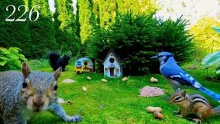 Thumbnail: Cat TV: 3.5 Hours Compilation of Garden & Forest Birds, Squirrels and Chipmunks 4K