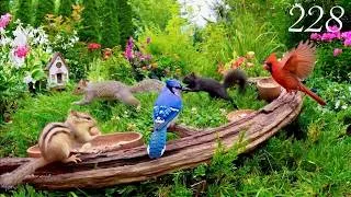 Thumbnail: Cat TV: Chipmunks, Birds and Squirrels in a Beautiful Garden. 4K. Episode 228