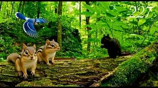 Thumbnail: Cat TV: Squirrels, Chipmunks and Blue Jays in a Beautiful Forest 4K. Episode 227