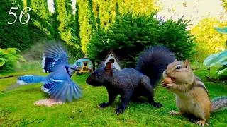 Thumbnail: Cat TV: Chipmunks, Birds and Squirrels in a Beautiful Garden. 4K. Episode 56