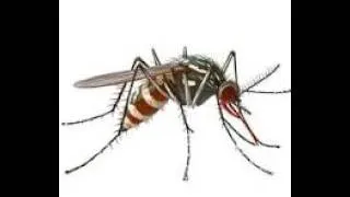 Thumbnail: MOSQUITOES DON’T ZZZZ and BEES DON’T BUZZ WHERE HAVE ALL THE FLOWERS GONE