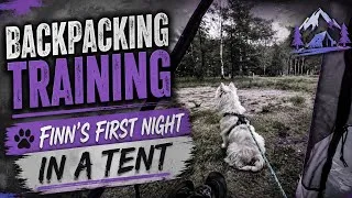 Thumbnail: 🐾 Can My Puppy Handle His First Night in a Tent? #backpackingtraining 